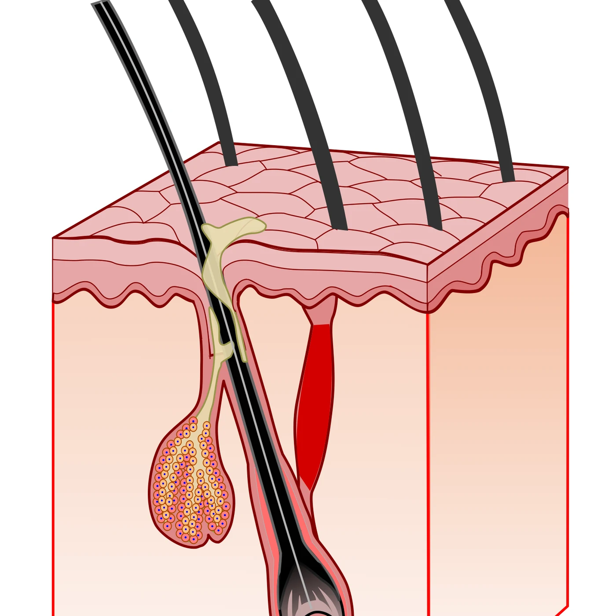 Schematischer Querschnitt eines Haarfollikels in der Haut