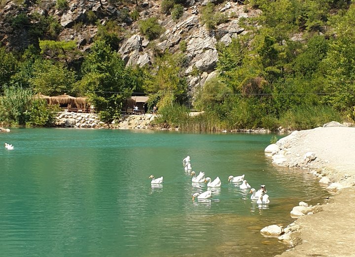 Water birds on a green pool in front of a wooded rocky slope