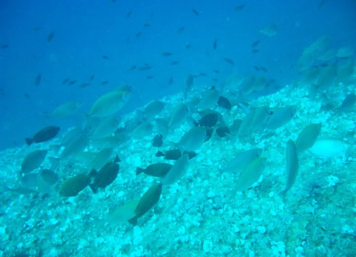 Fish above a stony seabed