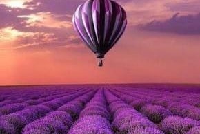 Time of the Lavender Harvest