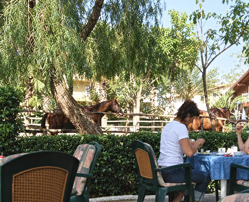 Breakfast in the Erendiz garden, with a horse in the background.