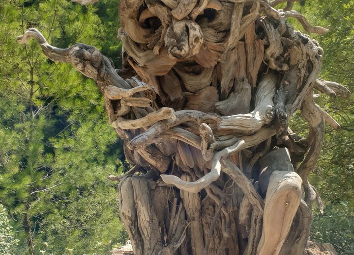 Wooden sculpture with facial features in front of trees and a rock face