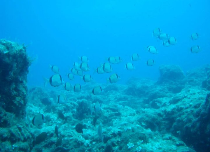 Shoal of fish at a rock wall