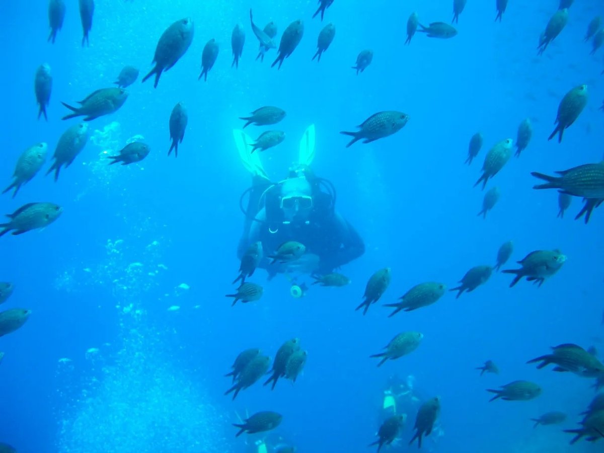 Diver in a shoal of fish