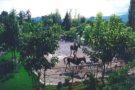 Horses in the former riding enclosure among trees on the Erendiz grounds.
