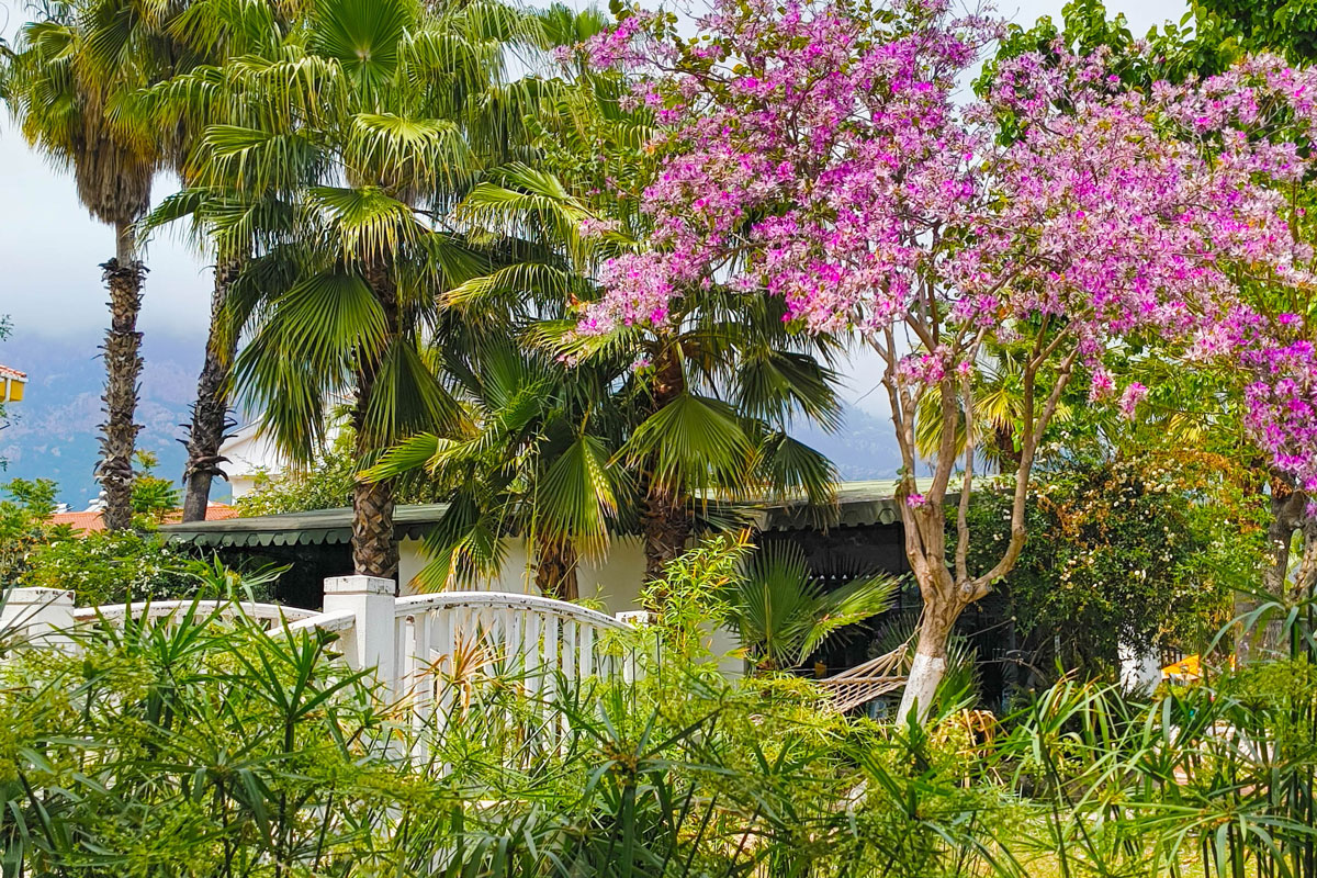 palms_and_flowers_garden Serene garden view featuring tall palm trees and a blooming tree with vibrant pink flowers. A white wooden bridge and hammock are nestled among lush greenery, with distant mountains partially covered by mist in the background.
